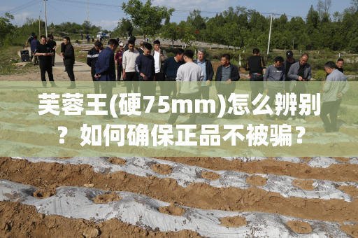 芙蓉王(硬75mm)怎么辨别？如何确保正品不被骗？